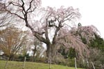 かもん桜02