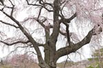 かもん桜05