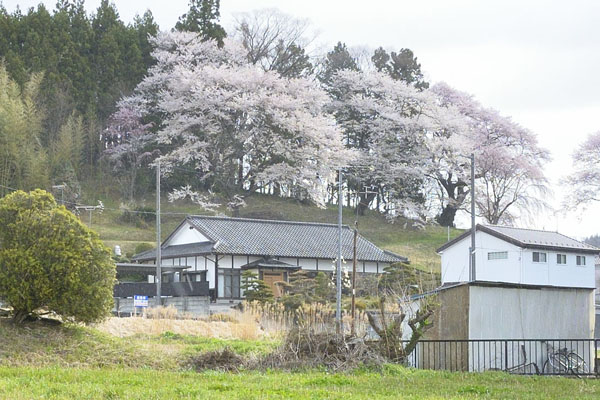 cm-菖蒲桜の桜-01