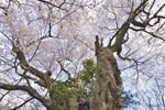 菖蒲作の桜-03