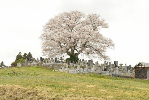 七草木桜-01