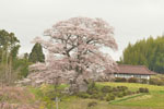 七草木桜-06