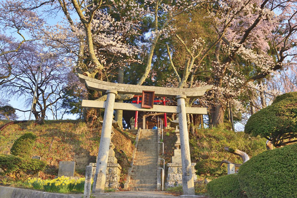 cm-三春滝桜・桜の丘・稲荷神社-01