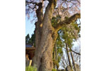 cm-三春滝桜・桜の丘・稲荷神社-02