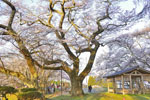 cm-三春滝桜・桜の丘・稲荷神社-06