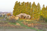 cm-三春滝桜・桜の丘・稲荷神社-08