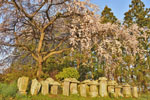 cm-三春滝桜・桜の丘・稲荷神社-09