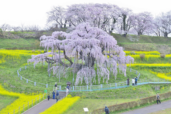 cm-三春滝桜-01