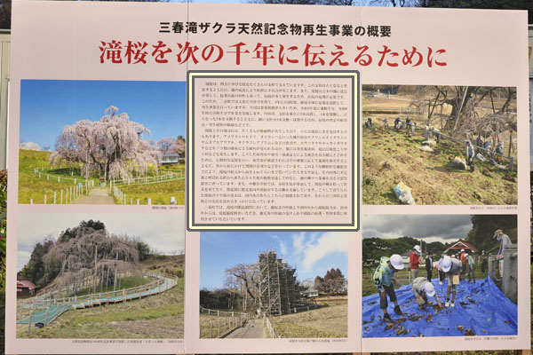 cm-三春滝桜-02