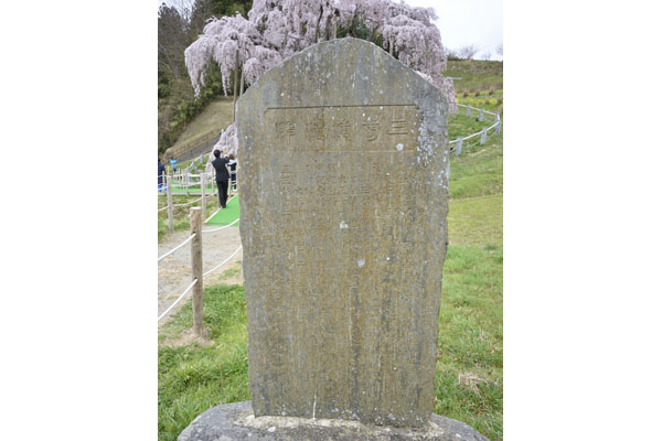 cm-三春滝桜-05