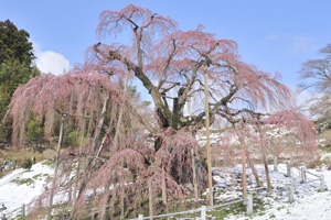 三春滝桜201004