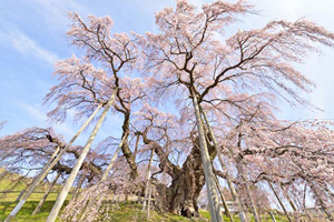 三春滝桜201304