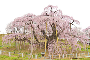三春滝桜201404