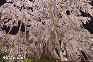 三春滝桜201804