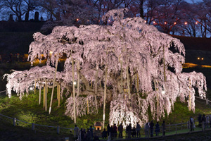 三春滝桜201904