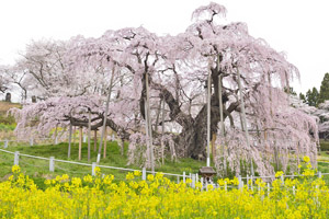 三春滝桜202104
