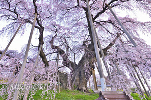 三春滝桜202304