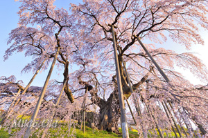 三春滝桜202404