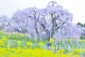 三春滝桜202504