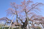 三春滝桜02_201304