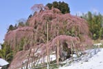 三春滝桜03_201304