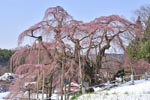 三春滝桜04_201304