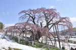三春滝桜05_201304