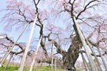 三春滝桜201204-02