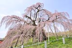 三春滝桜201204-03