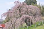 三春滝桜201204-04