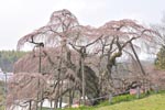 三春滝桜201204-05