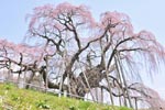 三春滝桜201204-07