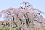 三春滝桜201204-08