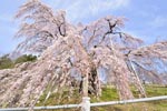 三春滝桜201304-03