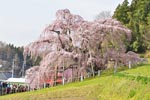 三春滝桜201304-04