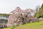 三春滝桜201304-05