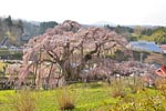 三春滝桜201304-06