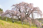 三春滝桜201304-07