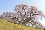 三春滝桜201304-08