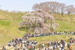 三春滝桜201304-09