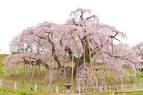 三春滝桜201404-01