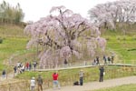 三春滝桜201404-04