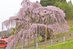 三春滝桜201404-05