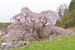 三春滝桜201404-06