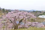 三春滝桜201404-07