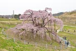 三春滝桜201404-08