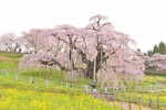 三春滝桜2015_02