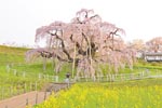 三春滝桜2015_03