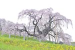 三春滝桜2015_04