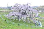 三春滝桜2015_05